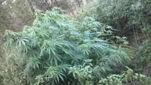 post-5350-0-98089300-1442430554_thumb.jp