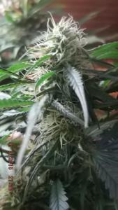 post-7615-0-13125200-1441863878_thumb.jp