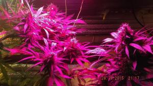 post-7615-0-37139600-1443512672_thumb.jp