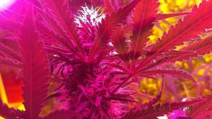 post-7615-0-39718000-1442263803_thumb.jp