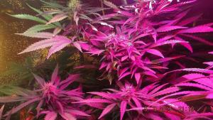 post-7615-0-52352400-1441863694_thumb.jp