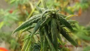 post-7615-0-56270500-1443511585_thumb.jp