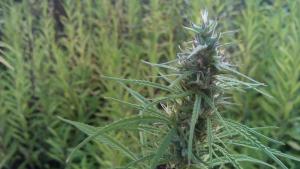 post-8470-0-31212500-1441624623_thumb.jp