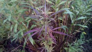 post-8470-0-57563600-1441624701_thumb.jp