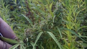 post-8470-0-65138100-1441624644_thumb.jp