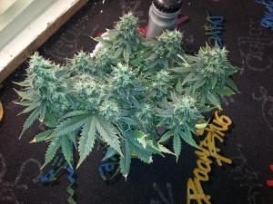 post-10247-0-30618300-1380975800_thumb.j