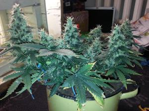 post-10247-0-63051600-1380980032_thumb.j