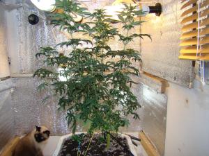 post-13140-0-05012700-1381221463_thumb.j