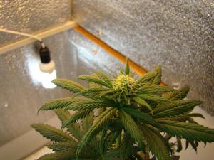 post-13140-0-46424400-1381221641_thumb.j