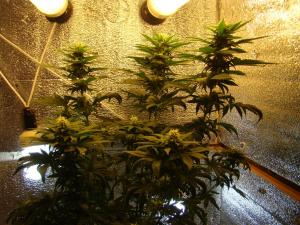 post-13140-0-74101100-1382427690_thumb.j