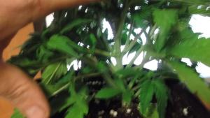 post-13264-0-89083500-1380857069_thumb.j