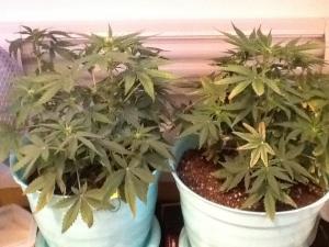 post-13604-0-28488200-1383030106_thumb.j