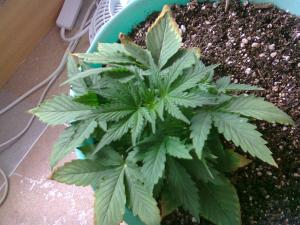 post-13604-0-30586200-1381746664_thumb.j