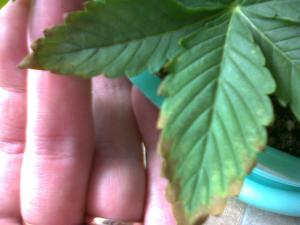 post-13604-0-50493200-1381746814_thumb.j