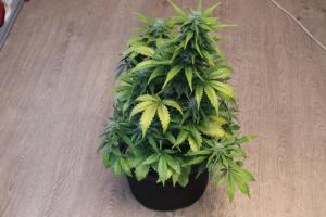 post-15374-0-97026100-1380796881_thumb.j