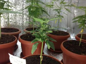 post-16042-0-31278000-1381434981_thumb.j