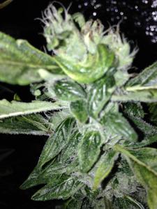 post-16404-0-50461000-1381389106_thumb.j