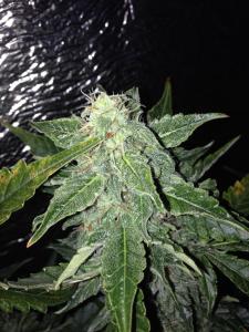 post-16404-0-74717400-1381389116_thumb.j