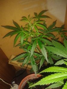 post-16933-0-05938100-1381318408_thumb.j