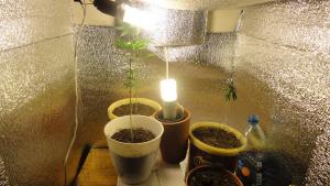 post-17843-0-03569800-1382999852_thumb.j