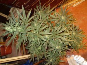 post-6717-0-44453700-1382554042_thumb.jp