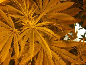 post-7615-0-54439200-1383065886_thumb.jp