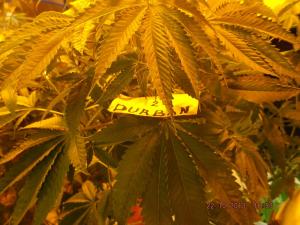 post-7615-0-80123500-1383065210_thumb.jp