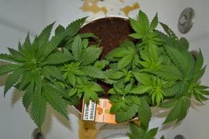 post-7852-0-43848400-1380997963_thumb.jp