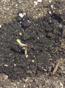 post-16945-0-93189700-1414225376_thumb.j