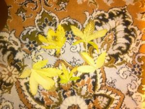 post-30138-0-21226000-1413231092_thumb.j