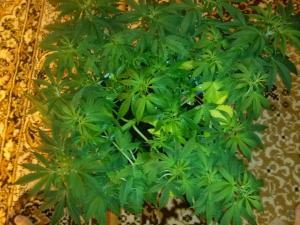 post-30138-0-46154200-1413497211_thumb.j