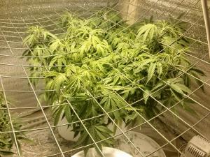 post-30138-0-51324600-1414749989_thumb.j