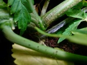 post-30138-0-65886800-1413575531_thumb.j