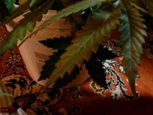 post-30138-0-67143000-1413318936_thumb.j