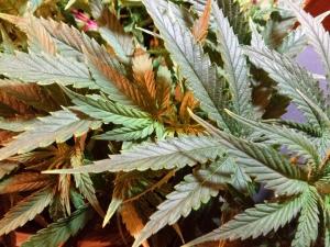 post-30138-0-71807700-1413318958_thumb.j