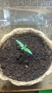 post-34075-0-15290800-1414482837_thumb.j