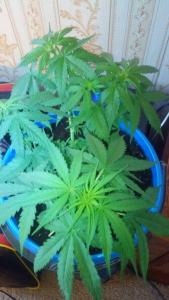 post-34075-0-32547200-1414355705_thumb.j