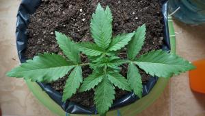 post-34202-0-22901500-1413355083_thumb.j