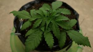 post-34202-0-37445700-1413651118_thumb.j