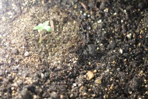 post-34290-0-71756400-1413373802_thumb.j