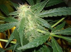 post-34380-0-01363800-1414699121_thumb.j