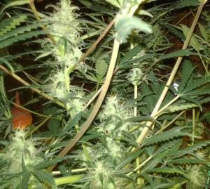 post-34380-0-05499000-1414612846_thumb.j