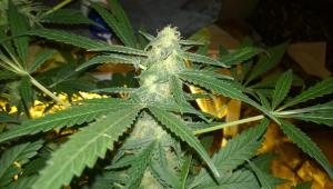 post-34380-0-08143800-1414699096_thumb.j