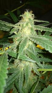 post-34380-0-68265000-1414699056_thumb.j