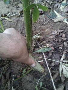 post-20303-0-06068900-1443711095_thumb.j
