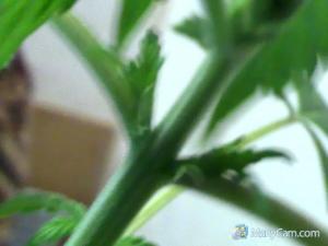 post-42930-0-20692400-1445510769_thumb.j