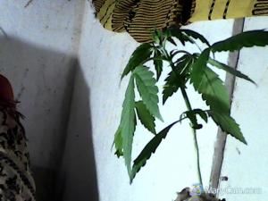 post-42930-0-53118300-1445510693_thumb.j