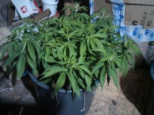 post-43341-0-33640700-1446057715_thumb.j