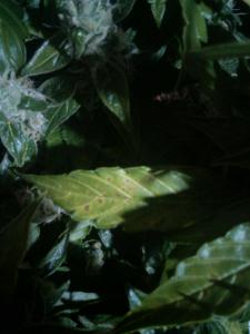 post-43341-0-58229800-1446297806_thumb.j