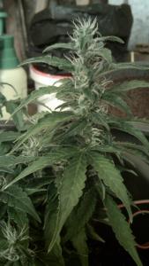 post-43341-0-96444100-1444482176_thumb.j